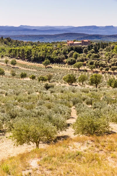 De Olive Tree Plantitaion-Provence, Frankrijk — Stockfoto