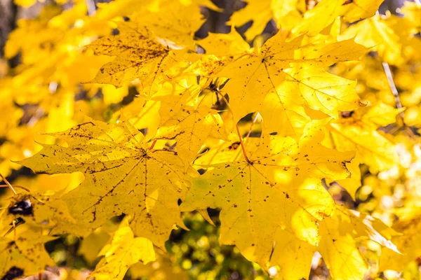 Detalhe de folhas de bordo amarelas durante o dia de outono — Fotografia de Stock