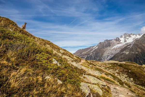 Schattig Chamois verblijf op de steile heuvel-Alpen, Frankrijk — Stockfoto