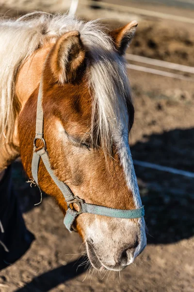 Голова лошади с холтером в солнечный зимний день — стоковое фото