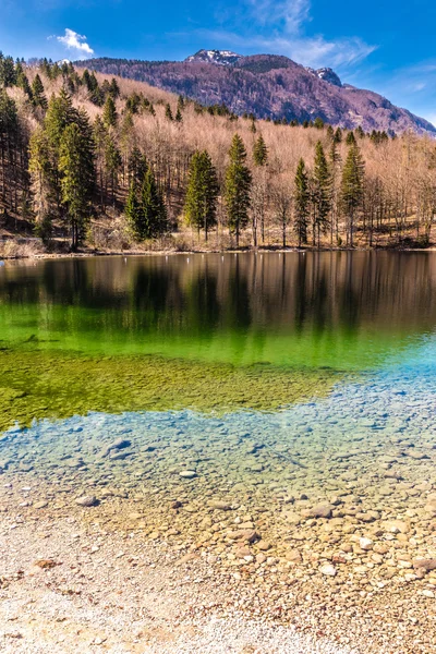 Bohinj tó erdő-Szlovénia, Európa — Stock Fotó