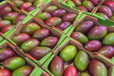 Açık hava pazarında ya da egzotik meyvelerle dolu bir depoda olgun mangolar. Çiftçi pazarındaki yerel ürünler. Yüksek kalite fotoğraf