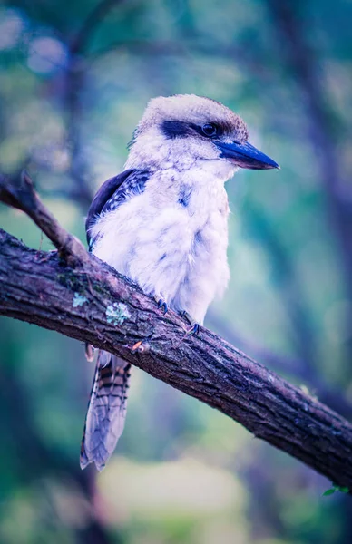 位于澳大利亚西部森林中的澳大利亚kokaburra鸟的肖像 — 图库照片