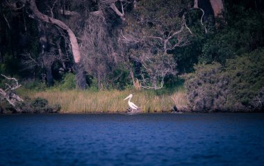 Büyük beyaz pelikanlar doğu beyaz pelikan, pembe pelikan ya da beyaz pelikan 