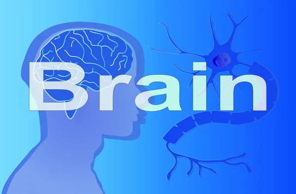 Διάνυσμα εγκεφάλου — Διανυσματικό Αρχείο