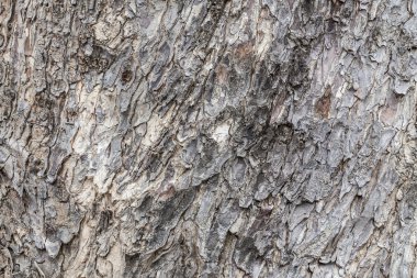 Eski Ağaç Yapısı Arkaplan Şablonu