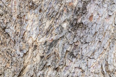 Eski Ağaç Yapısı Arkaplan Şablonu