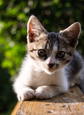 Kirişteki küçük kedi, mavi arka plan