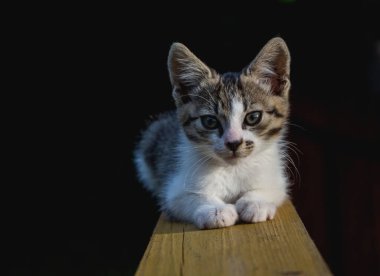 Kirişteki küçük kedi, mavi arka plan