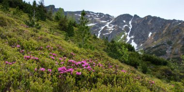 Çiçek açan çayır ile dağ manzarası Yaz pembe rhododendron çiçekleri Karpat dağları, Romanya