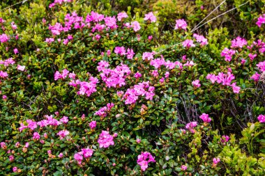 Çiçek açan çayır ile dağ manzarası Yaz pembe rhododendron çiçekleri Karpat dağları, Romanya