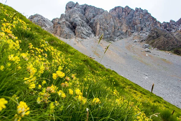 Mountain Meadow Flower Beautiful Italian Dolomites — Stock Photo, Image