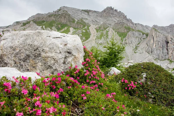 Mountain Landscape Blossoming Wild Pink Rhododendron Flowers — Stock Photo, Image