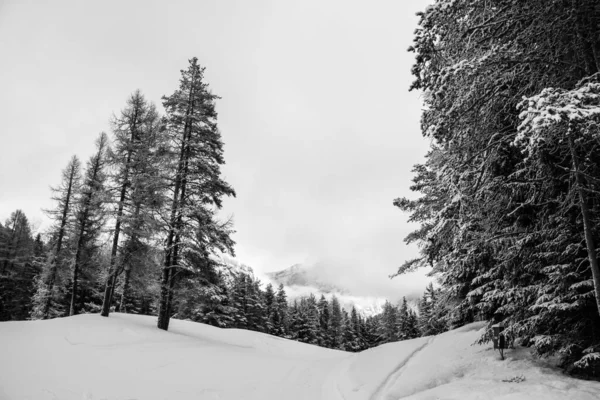 Winter Berglandschaft Mit Schneebedeckten Kiefern — Stockfoto