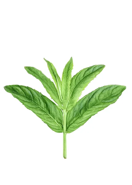 Sprig of mint on white — Stock Photo, Image