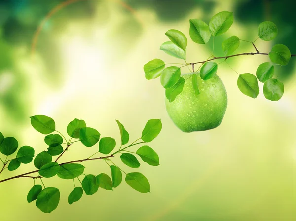 Green apple in garden — Stock Photo, Image