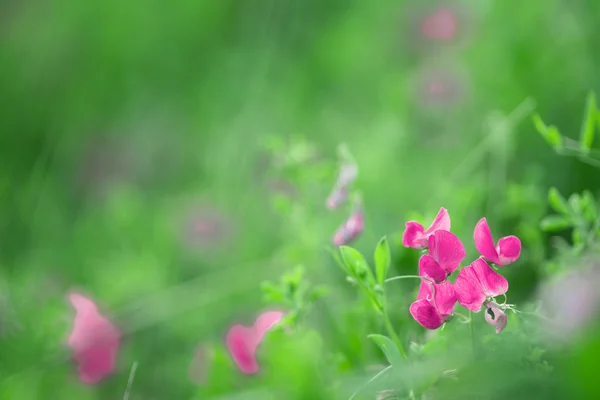 Přírodní pozadí s květinami — Stock fotografie