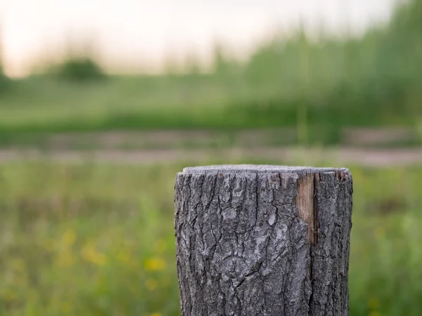 Stump sur fond naturel — Photo