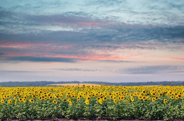 Słoneczniki na pole o zachodzie słońca — Zdjęcie stockowe