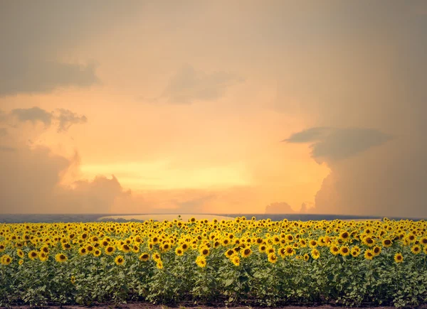 Campo de girassóis durante o pôr do sol — Fotografia de Stock