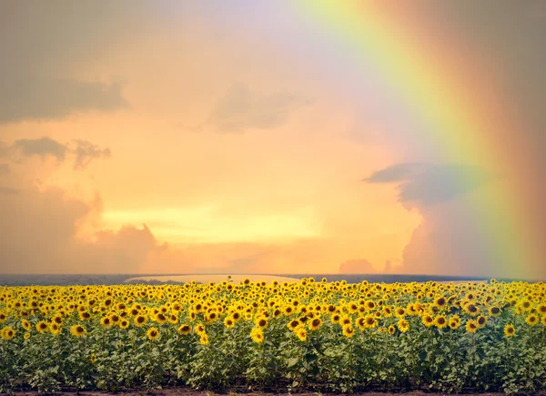 Campo com girassóis e arco-íris — Fotografia de Stock