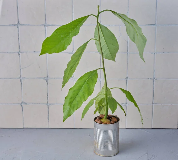 Avocado Plant Table — Stock Photo, Image