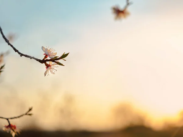 Podzimní Listy Větve Obloha — Stock fotografie