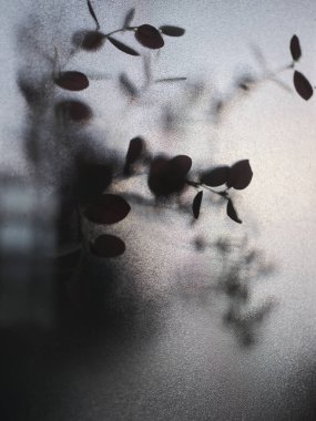 Okaliptüs 'ün yakın çekim görüntüsü puslu pencereyi geride bırakır