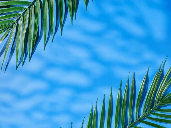 Modré Pozadí Zelenými Listy Slunci — Stock fotografie