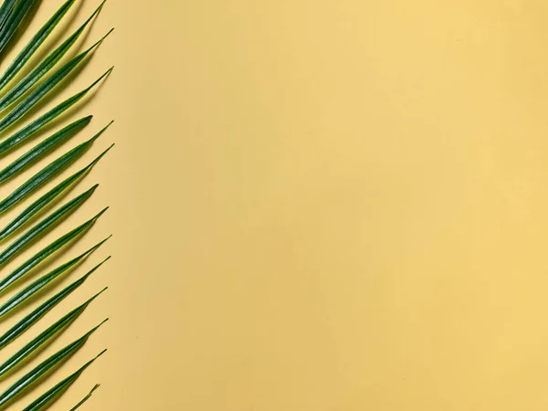 Желтый Фон Презентации Продукта Пальмового Листа — стоковое фото