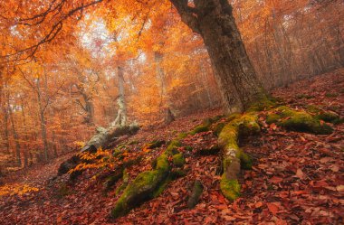 Sonbaharda kayın ormanı