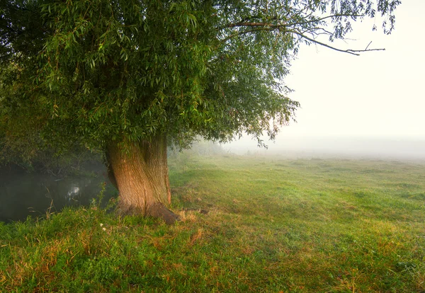 Beaux arbres verts — Photo