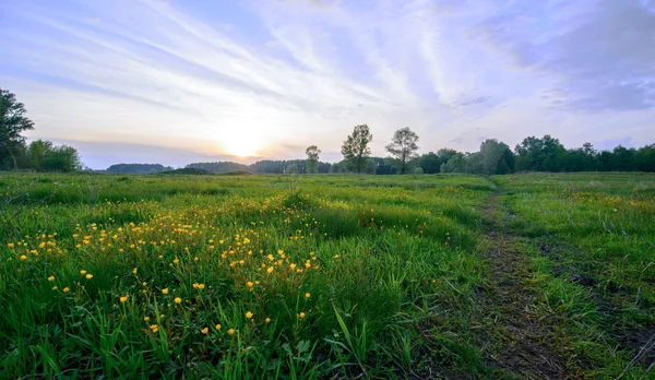 Evening flowers on field — Stock Photo, Image