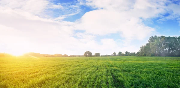 Sunny meadow  in summer — Stock Photo, Image