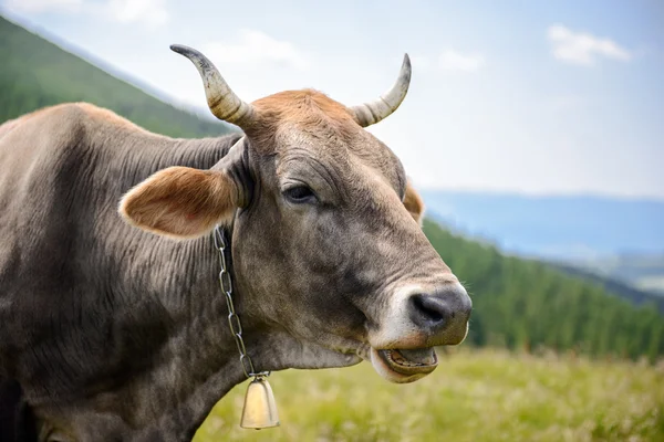 Cow in mountains outdoors — Stock Photo, Image