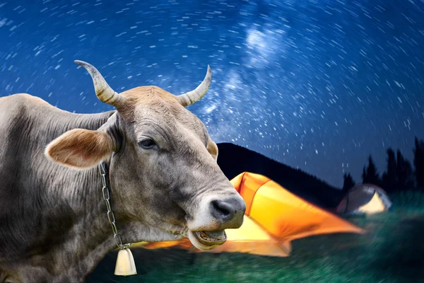 Cow near tents in campus — Stock Photo, Image