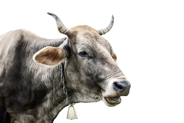 A fehér tehenet fej — Stock Fotó