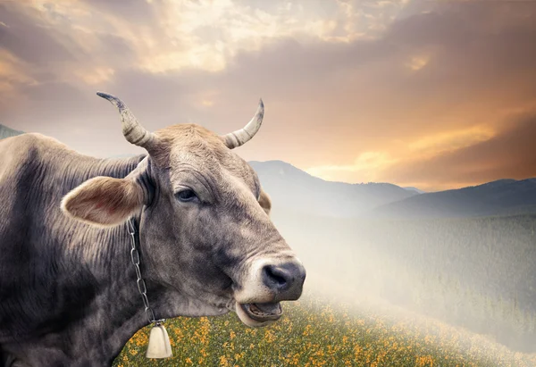 Cow in mountains at sunset — Stock Photo, Image