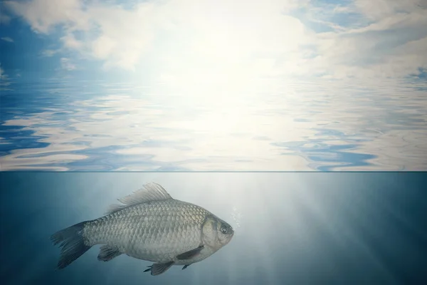 Fish under water and sky — Stock Image Fish under water and sky Stock Picture