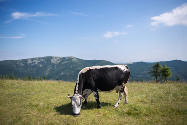 Tehén legelő a hegyek — Stock Fotó