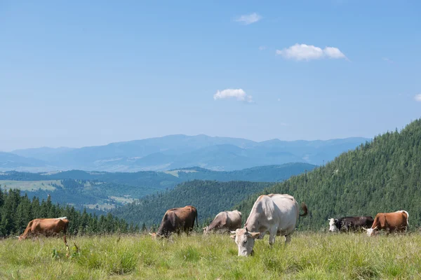 Cows in mountains during sunny day — Stock Photo, Image