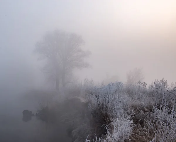 Tree near lake in frosty morning — Stock Photo, Image