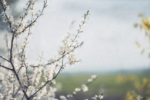 Анотація весна фону — стокове фото