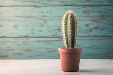 Kaktüs ahşap tablo