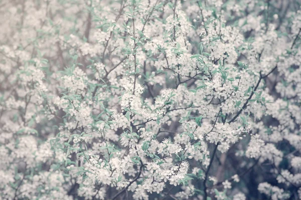 Cerejeiras de flor — Fotografia de Stock