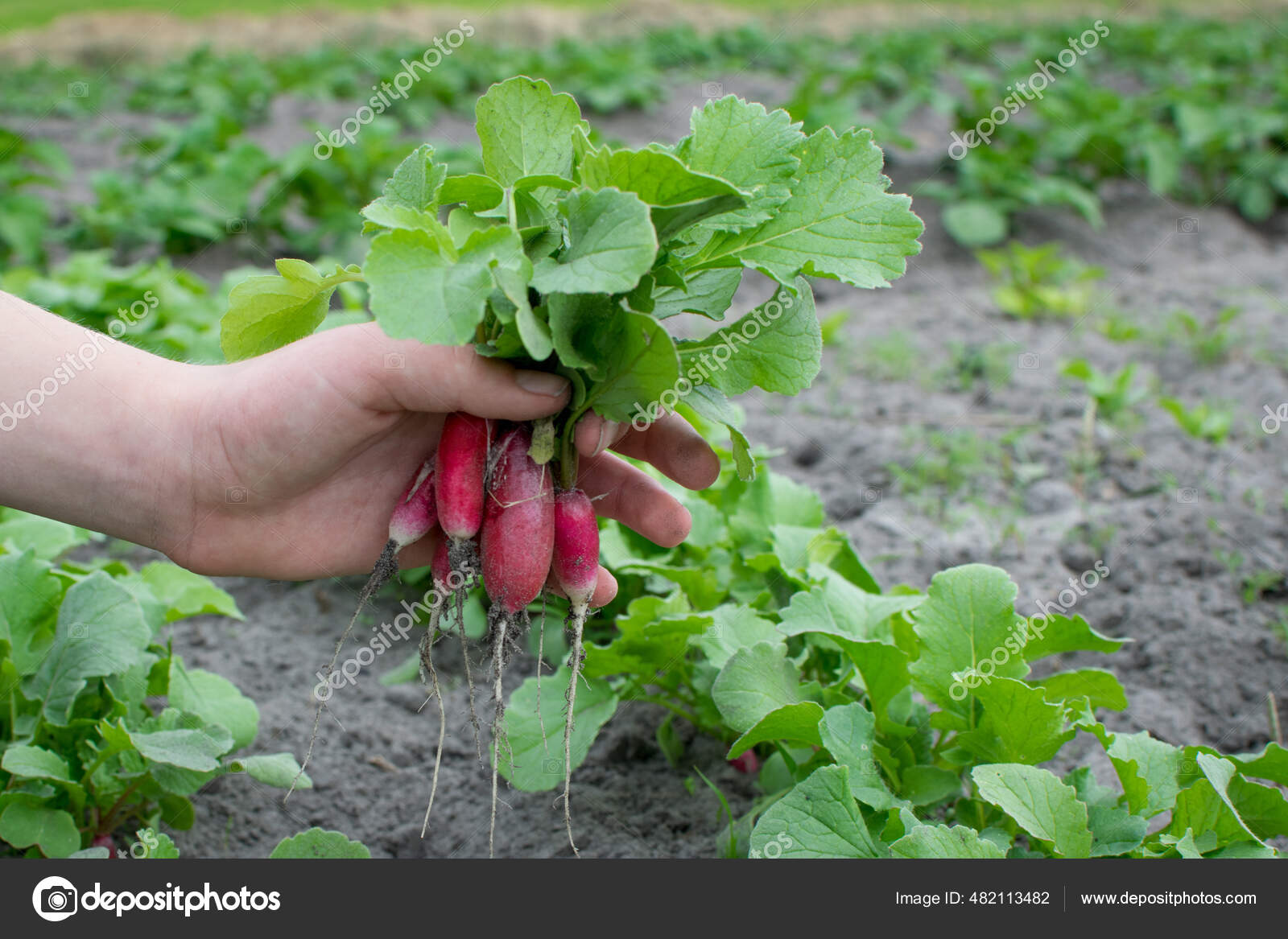 Holds A Radish Pictures Holds A Radish Stock Photos Images Depositphotos