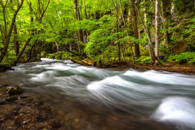 Bahar ormanı doğası. Renkli bir ormanda canlı bir sabah. Ağaçların arasından güneş ışınları geçiyor. Güneş ışığıyla doğanın manzarası.