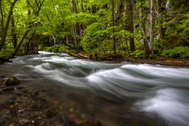 Bahar ormanı doğası. Renkli bir ormanda canlı bir sabah. Ağaçların arasından güneş ışınları geçiyor. Güneş ışığıyla doğanın manzarası.