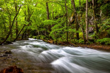 Bahar ormanı doğası. Renkli bir ormanda canlı bir sabah. Ağaçların arasından güneş ışınları geçiyor. Güneş ışığıyla doğanın manzarası.