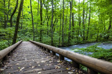 Bahar ormanı doğası. Renkli bir ormanda canlı bir sabah. Ağaçların arasından güneş ışınları geçiyor. Güneş ışığıyla doğanın manzarası.